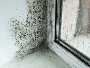 How to Deal With Mold Growth on Windows